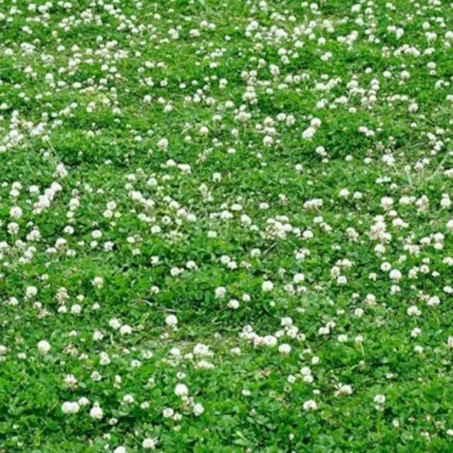 White Dutch Clover seed packet